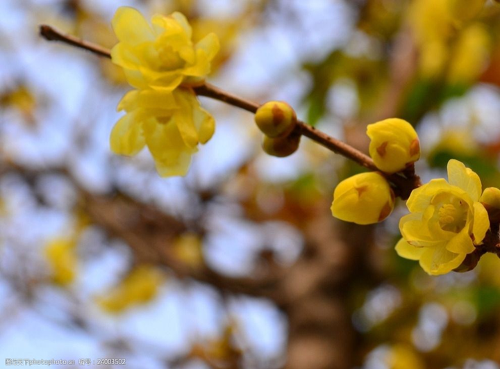 歲末時節(jié)百花盡，獨見蠟梅寒中香---感悟冬季蓉城“梅香”